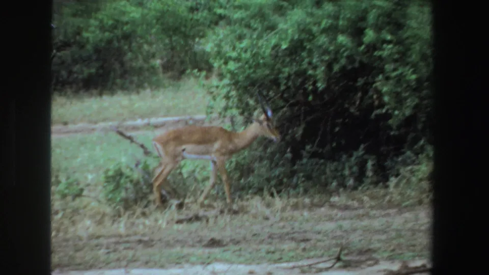 A horned antelope passes beside a large shrub in archival 8mm footage from South Africa.