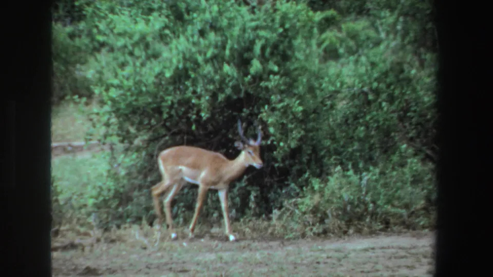 The antelope pauses or slows near dense green bushes in the 1969 South Africa home-movie clip.