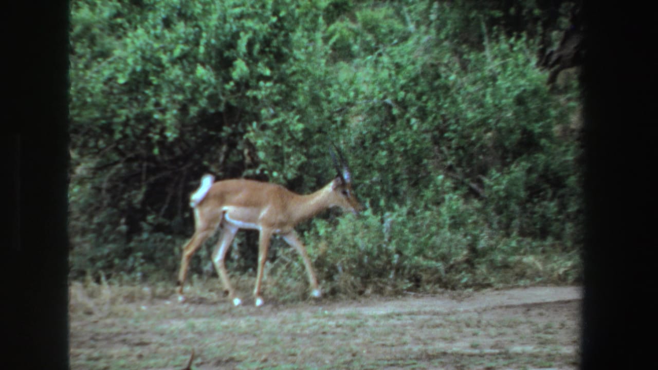 Antelope walking along a dirt path beside dense green bushes.