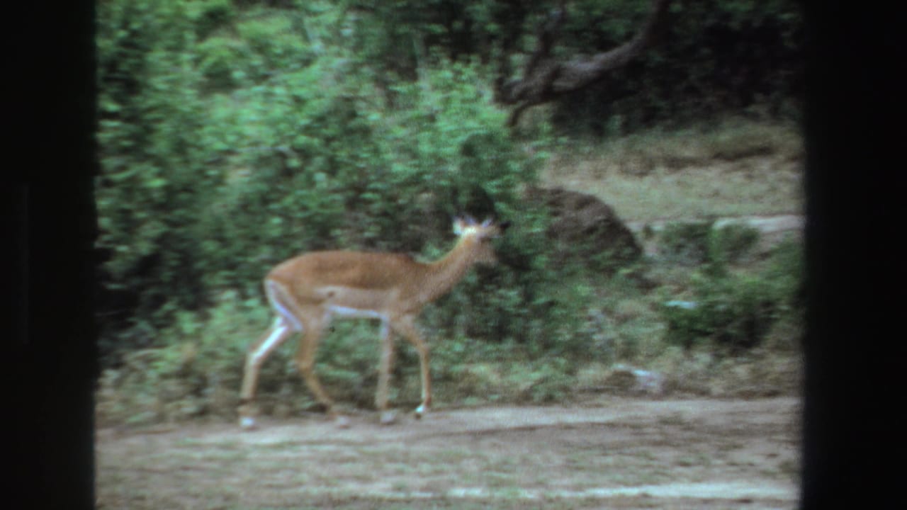 Antelope in profile walking past shrubs on a dirt track.