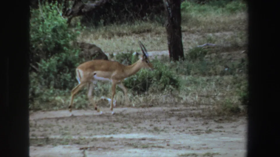 A slender horned antelope walks through scrub woodland, consistent with the South Africa 1969 clip metadata.