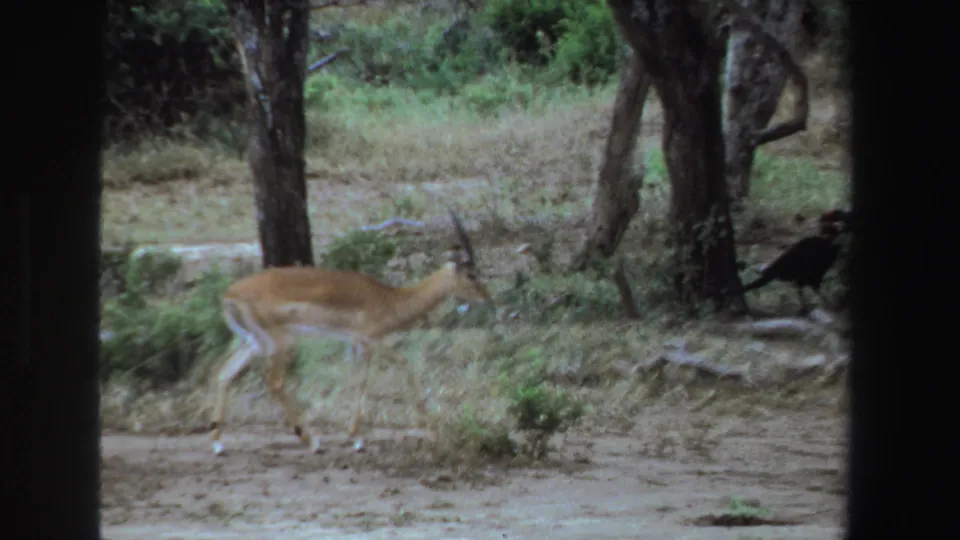 Antelope moving through brush and dry grass near tree trunks in vintage 8mm South Africa wildlife footage.