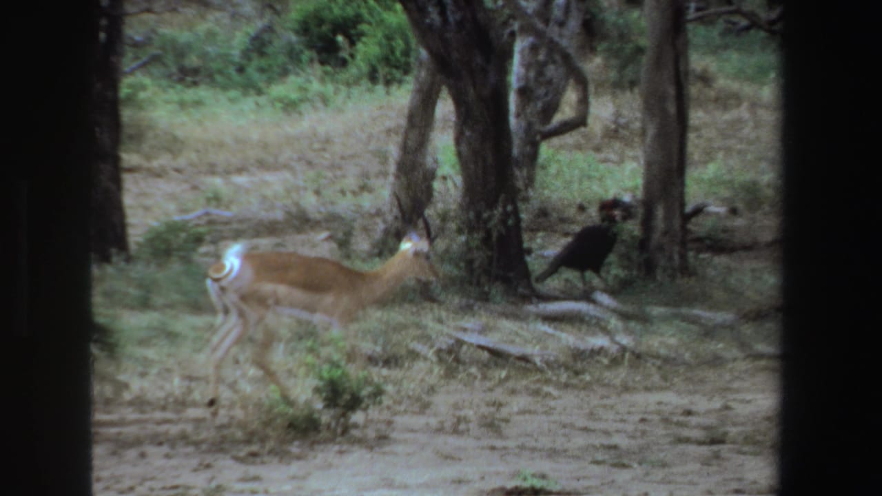 Antelope walks through a wooded area near a dark bird by a tree.