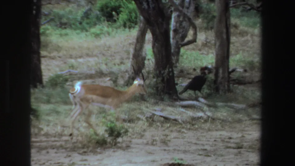 1969 South Africa 8mm frame showing an antelope walking through trees, with a dark ground bird nearby.