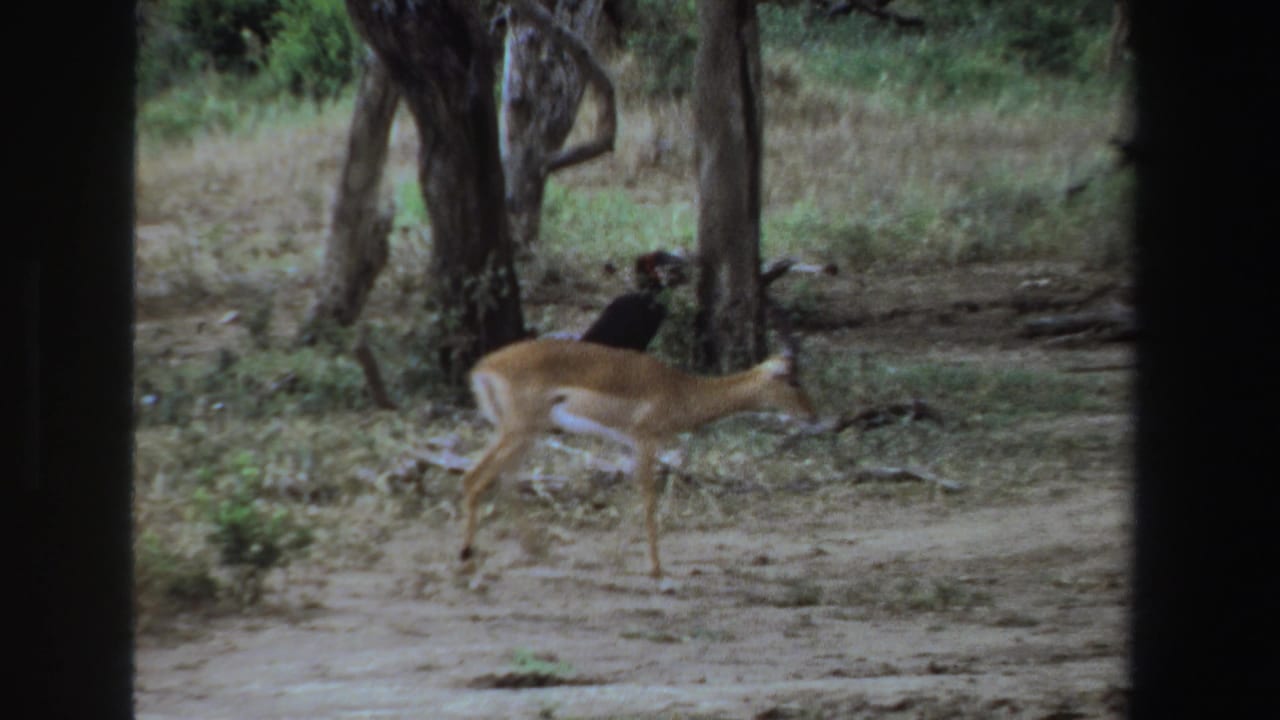 Antelope crosses bare ground in front of trees with a dark bird behind it.