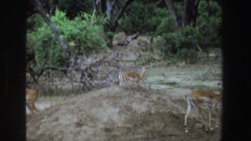1969 home-movie frame from South Africa showing antelope partly hidden by brush in a wooded wildlife setting.
