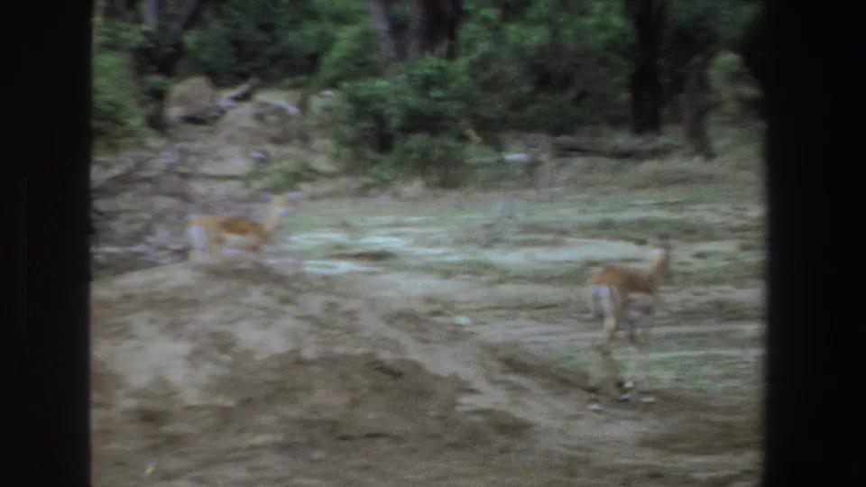 Soft 8mm frame showing an antelope near a dirt path among trees in South Africa, with another animal faintly visible behind.