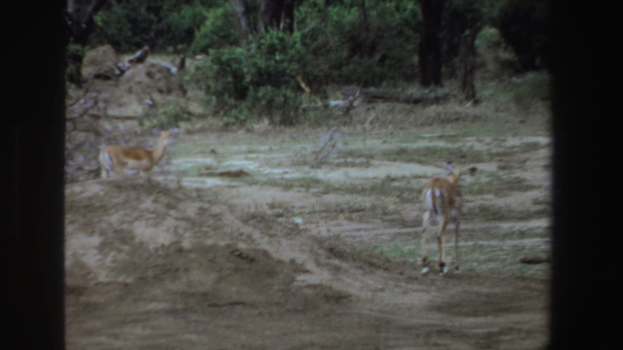 Antelope-like animals standing and walking across dusty ground near shrubs and trees.