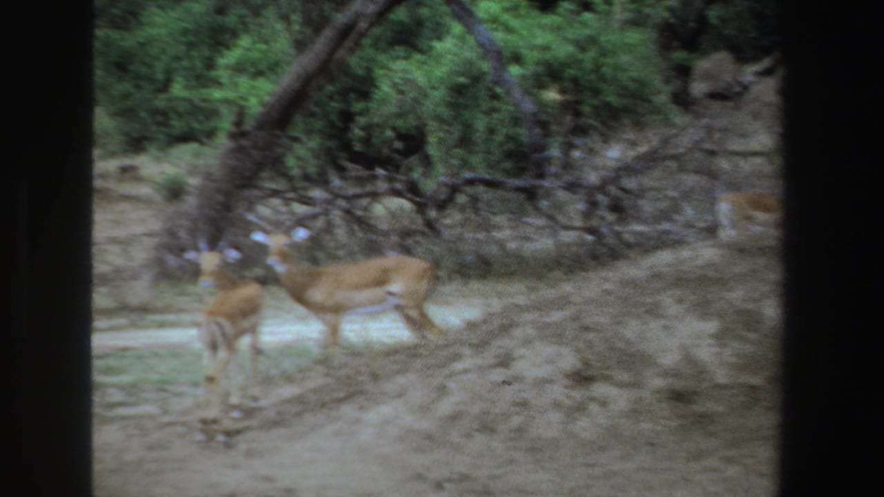 Two antelope-like animals walking near a low tree on dry ground.