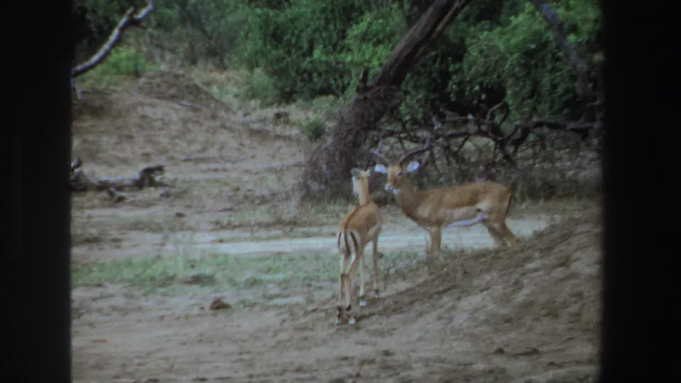 1969 South Africa 8mm frame showing antelope-like animals near brush, including one foreground animal facing away.