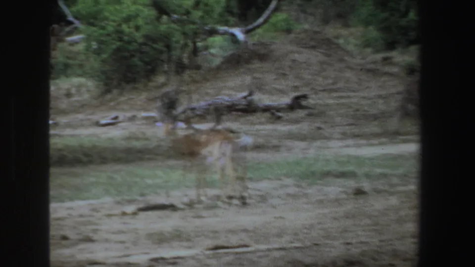 1969 South Africa 8mm frame of an antelope-like animal paused in a dry savanna clearing with brush behind it.