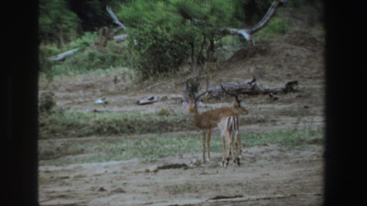 Impala standing on dry ground with shrubs and fallen branches behind it.