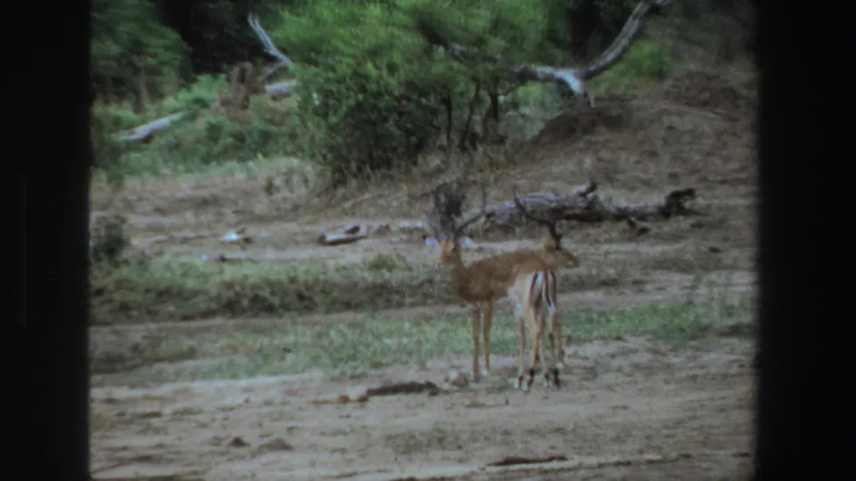 1969 South Africa 8mm frame showing an impala standing alert in dry savanna scrub, bordered by dark film or vehicle edges.