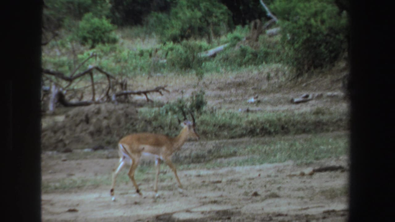 Impala walking across dusty open ground near low bushes and bare branches.