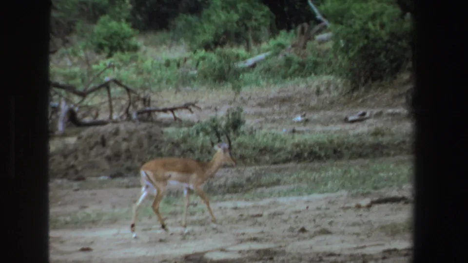 1969 South Africa 8mm frame of an impala walking rightward through scrubby savanna terrain with fallen limbs in the background.