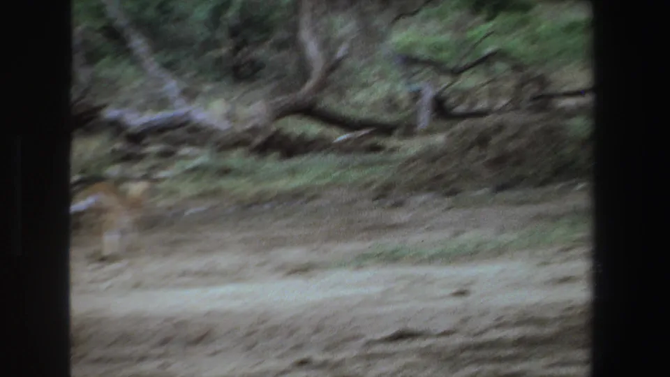 Motion-blurred 1969 South Africa 8mm frame with the impala partly leaving the shot amid dry ground and twisted trees.