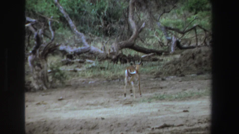 1969 South Africa 8mm frame showing the impala farther from camera, standing near scrub and fallen trees in dry savanna terrain.