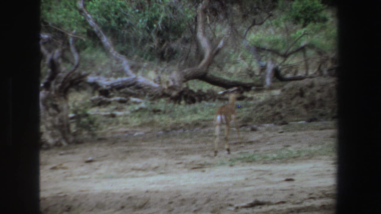 Small antelope standing in a wooded clearing with dark film borders.