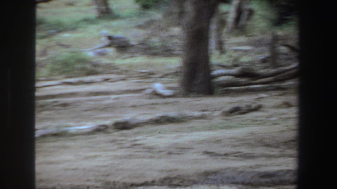 Soft 8mm frame from South Africa showing blurred trees, bare ground, and scrub in the woodland setting.
