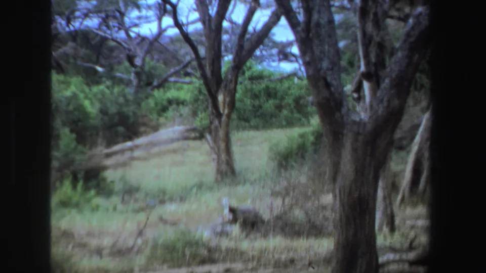 1969 South Africa 8mm frame showing open woodland with pale grass, trees, and a low animal shape near the clearing.