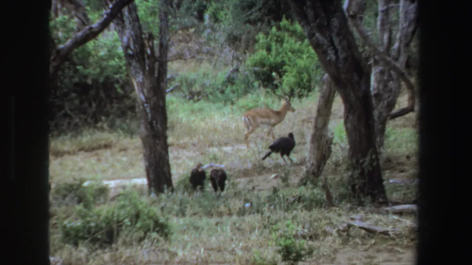 1969 South Africa 8mm frame showing an antelope walking through trees near dark birds, likely vultures, on the ground.