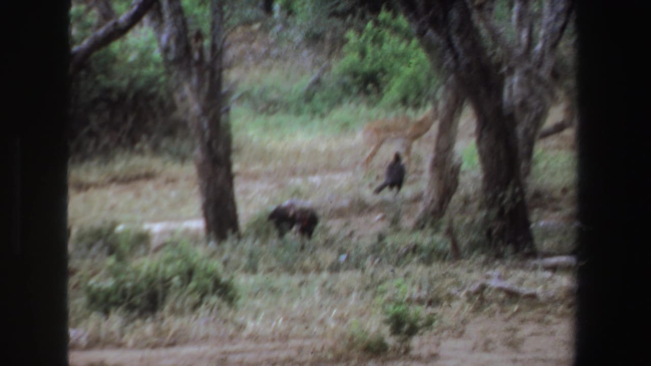 Vultures and a grazing animal in grass near scattered trees.