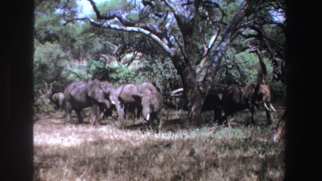 Elephants stand beneath large trees in a wooded savanna clearing.