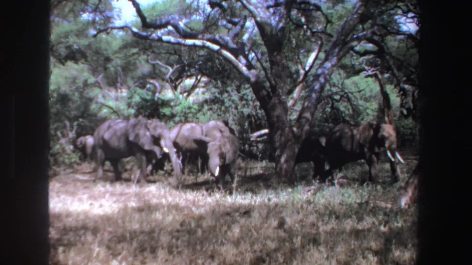 1969 South Africa 8mm frame with elephants gathered under branching trees in dry grass and green brush.