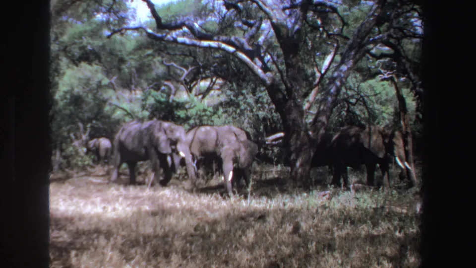 1969 South Africa 8mm frame showing several elephants near dense brush and broad tree branches.