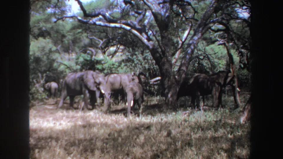1969 South Africa 8mm frame with elephants standing near shaded trees and low vegetation.