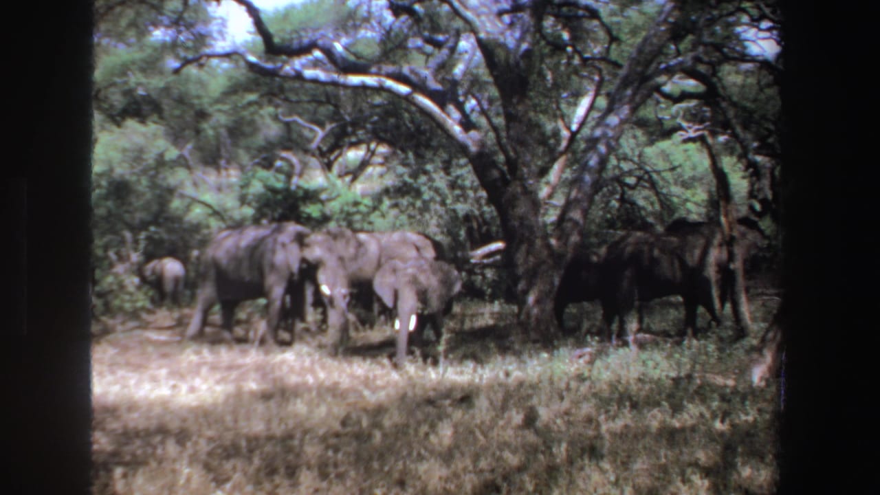 Elephants stand in dry grass beneath leafy trees with dark film borders around the frame.