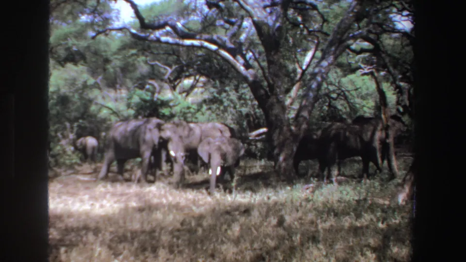 1969 South Africa 8mm frame showing a small herd of elephants under trees in a bright dry clearing.