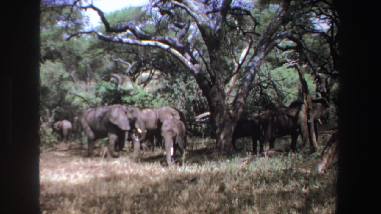 1969 South Africa 8mm frame of elephants clustered under leafy trees, including a calf partly behind the adults.