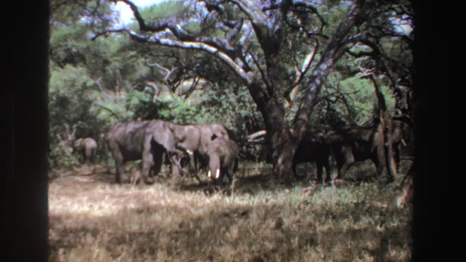 1969 South Africa 8mm frame showing elephants grazing or standing quietly beneath trees in bright savanna light.