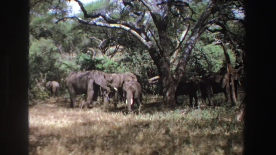 1969 South Africa 8mm frame of a quiet elephant herd scene beneath trees, framed by dark 8mm gate edges.