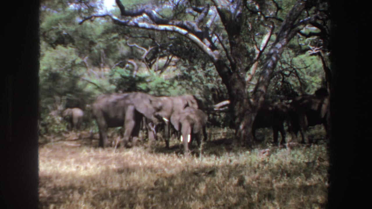 Several elephants stand and walk through dry grass beneath trees.