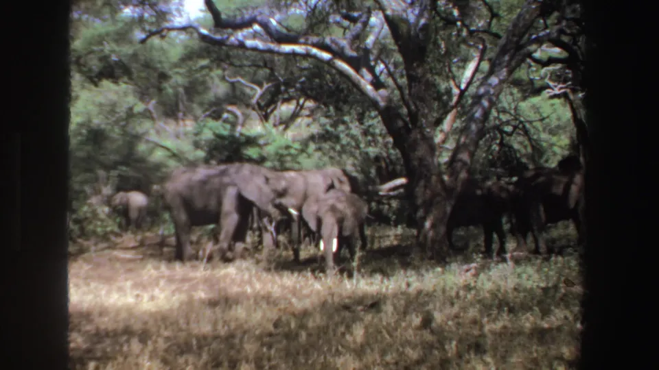 1969 South Africa 8mm frame showing several African elephants in shaded dry grass under trees, with a smaller elephant near adults.