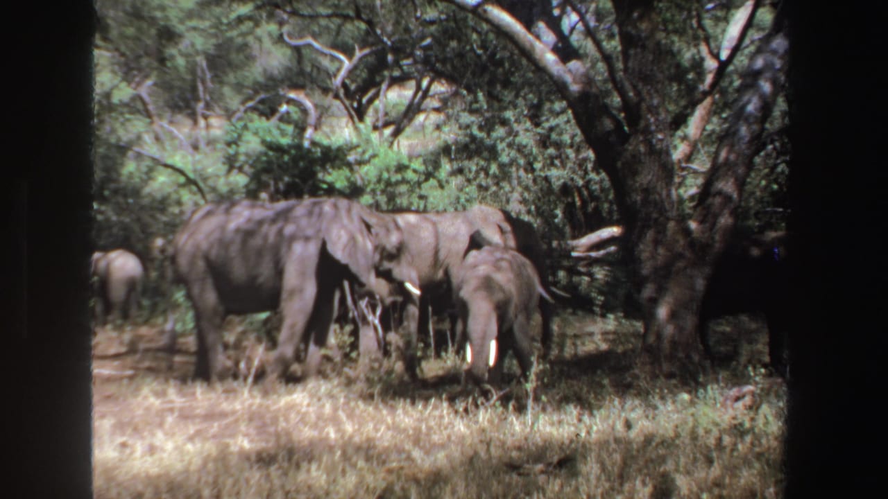 Adult elephants and a smaller elephant gather near trees in dry grass.