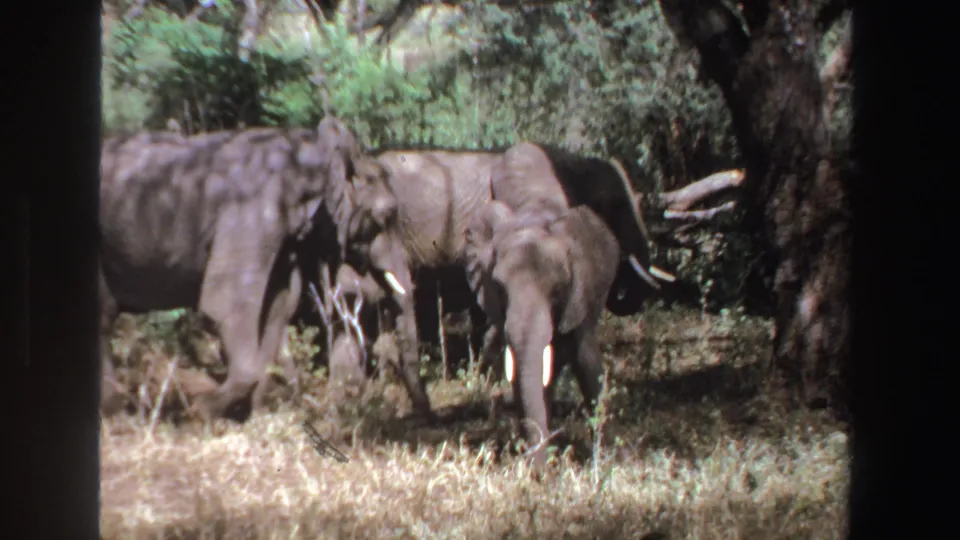 Closer 8mm view of elephants moving through grass and brush in South Africa, with the small elephant visible near larger adults.