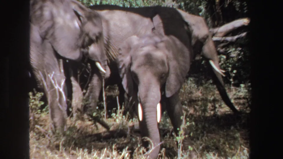Tight 1969 home-movie frame of a small African elephant with visible tusks walking near larger elephants in shaded vegetation.
