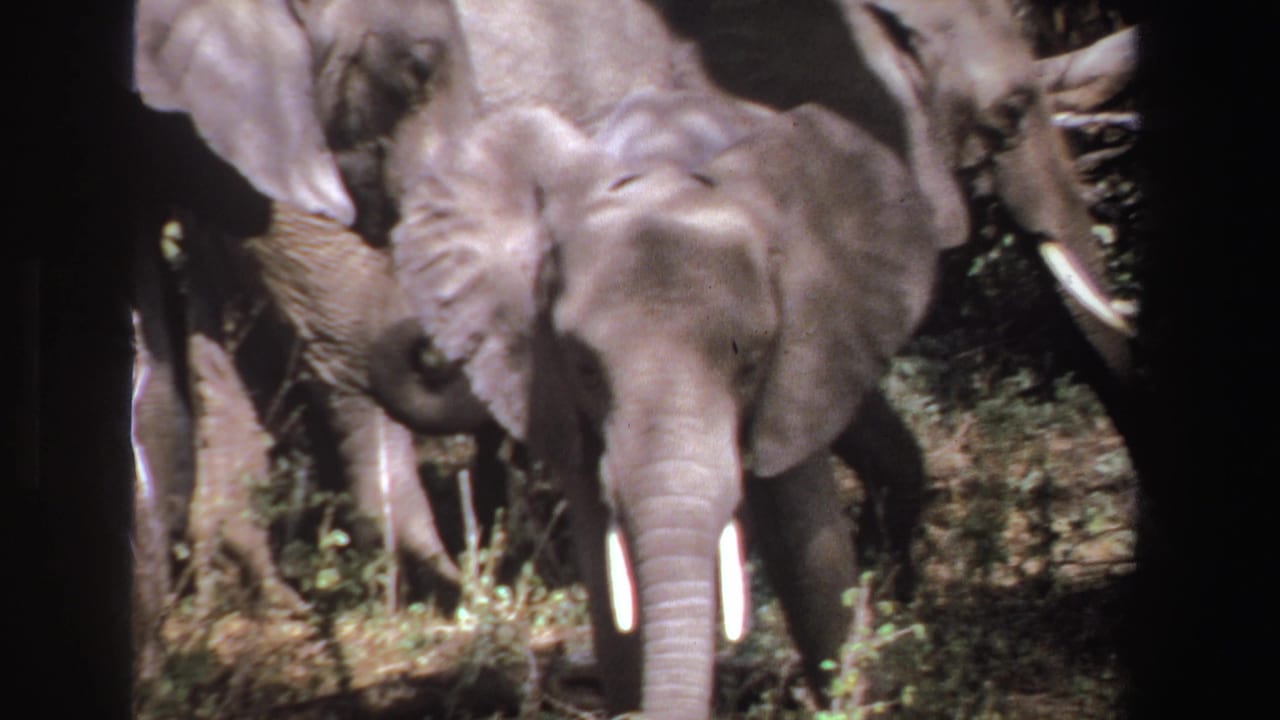 Young elephant facing the camera among a shaded herd in dry bush.