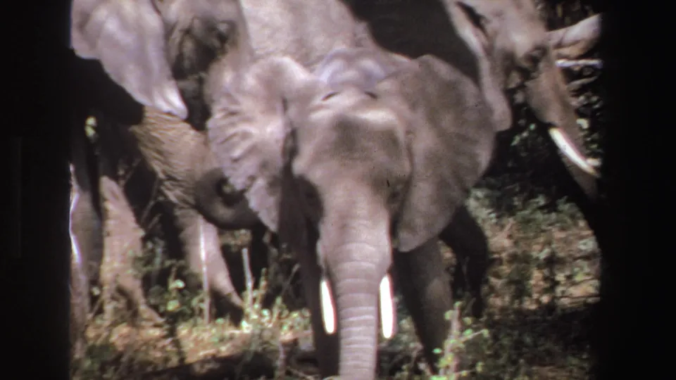 1969 South Africa 8mm frame of a young elephant facing camera, surrounded by larger elephants in sun-dappled bush.