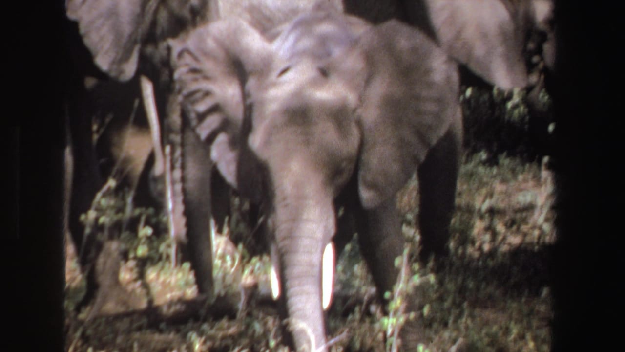 Young elephant front-facing with its ears spread as herd members stand behind.