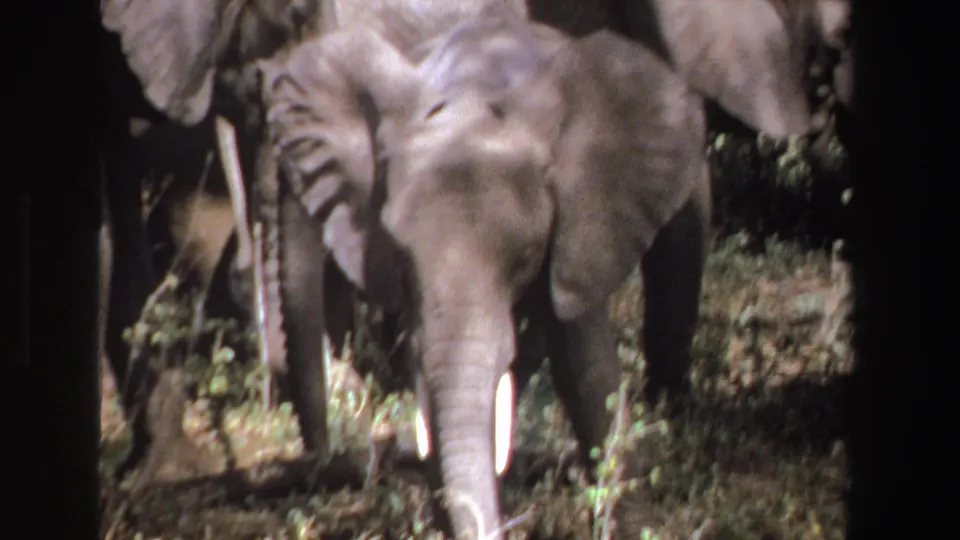 Front-facing young elephant in a 1969 South Africa home-movie frame, with ears spread and herd animals behind it.
