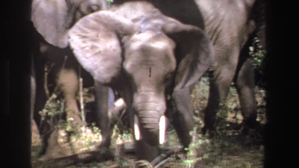 Close 1969 South Africa 8mm view of a young elephant with broad ears and small tusks in a shaded herd.