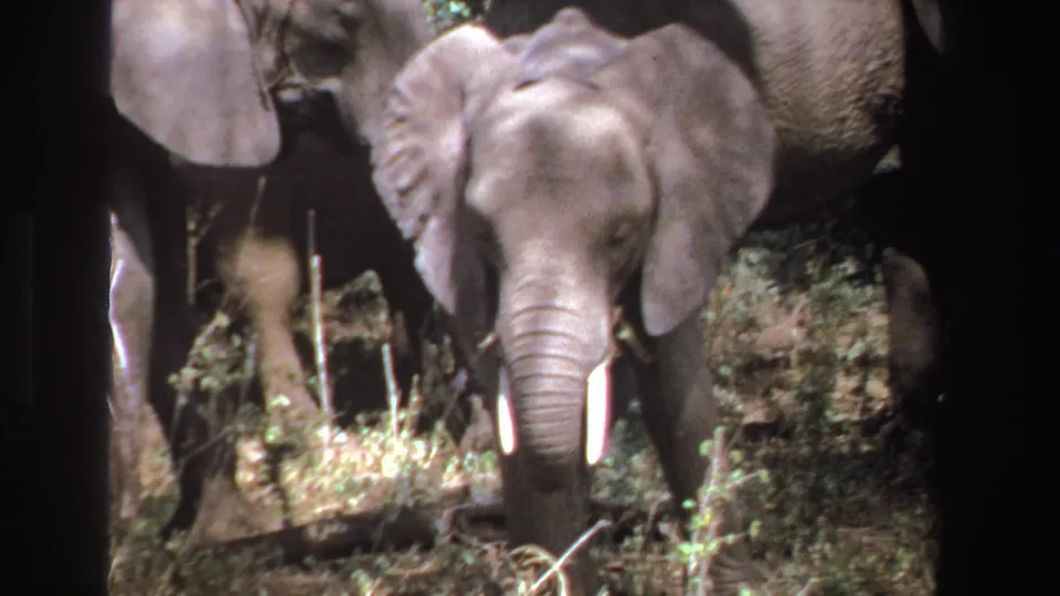 1969 South Africa home-movie frame of a young elephant facing camera, framed by herd legs, brush, and uneven sunlight.