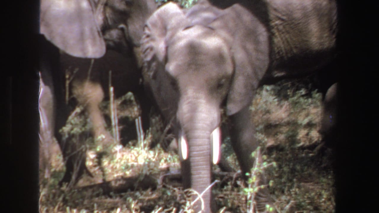 Young elephant facing camera among adult elephants in a wooded clearing.