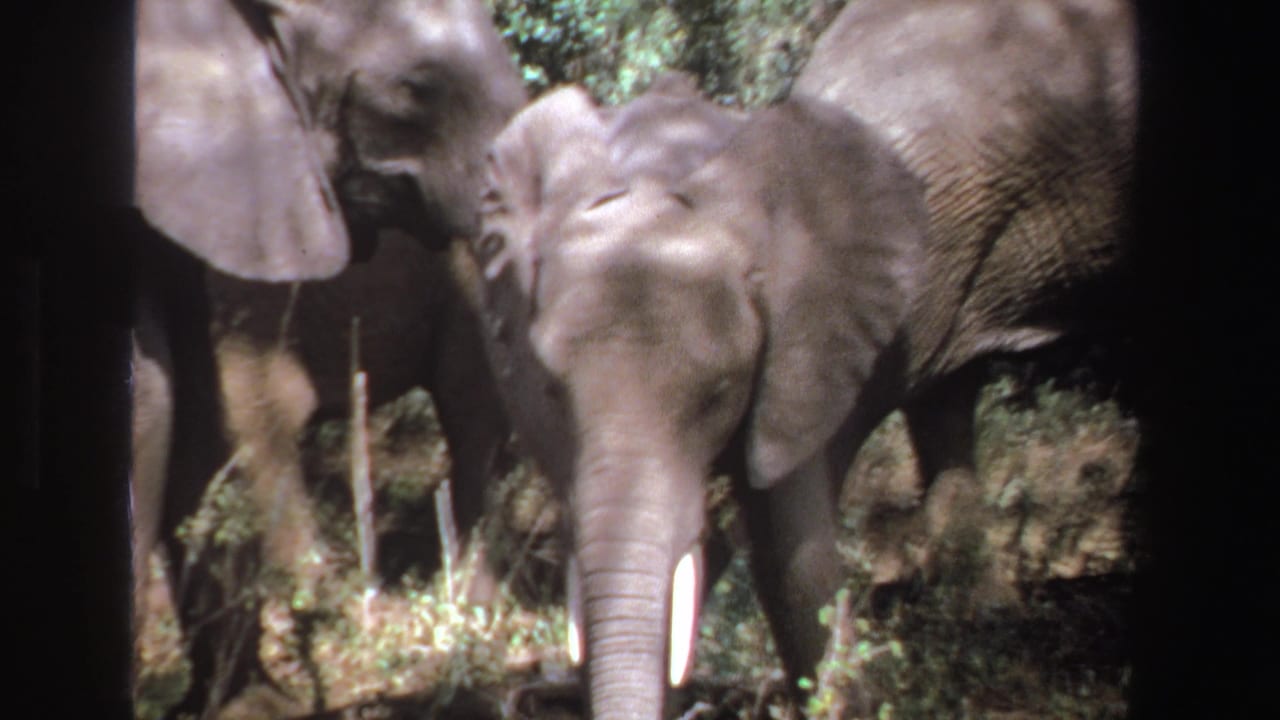 Young elephant centered beside adult elephants under trees.