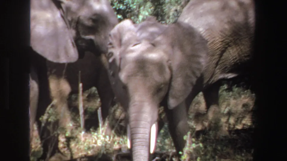 1969 South Africa 8mm frame with a young elephant centered, adults close behind, and shaded vegetation around them.