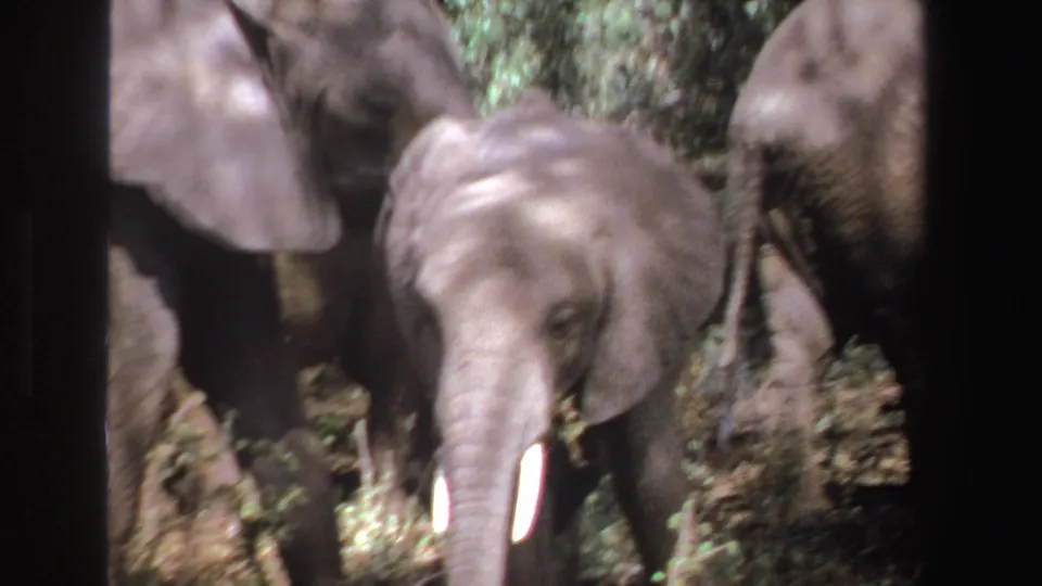 1969 South Africa 8mm frame showing a closer, soft-focused view of the young elephant among larger elephants.